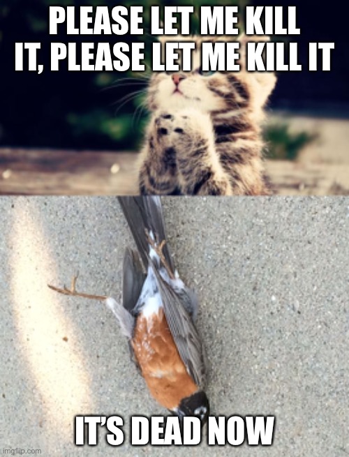 Cute kitten, dead bird | PLEASE LET ME KILL IT, PLEASE LET ME KILL IT; IT’S DEAD NOW | image tagged in cute kitten,dead bird | made w/ Imgflip meme maker