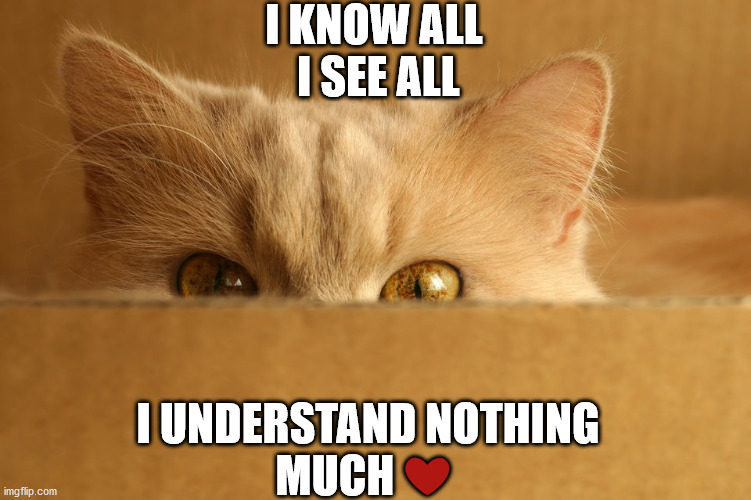 I KNOW ALL
 I SEE ALL; I UNDERSTAND NOTHING
MUCH ❤️ | image tagged in understanding | made w/ Imgflip meme maker