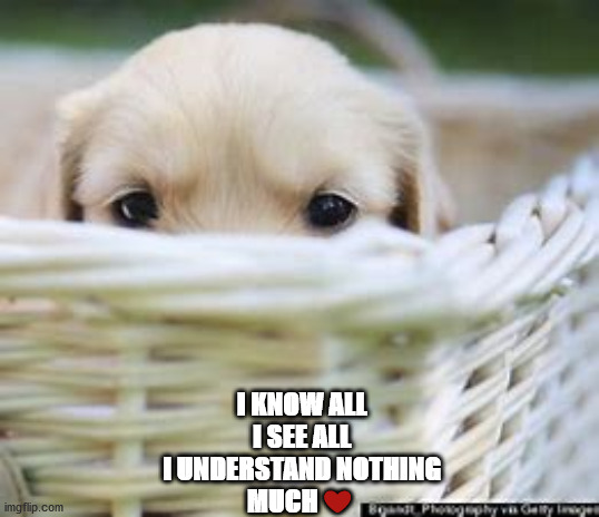 I KNOW ALL
I SEE ALL
I UNDERSTAND NOTHING
MUCH ❤️ | image tagged in understand | made w/ Imgflip meme maker