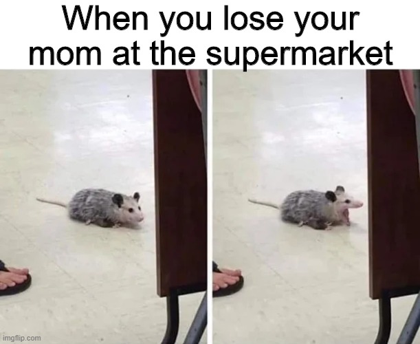 Where are you? | When you lose your mom at the supermarket | image tagged in memes,funny,possum,supermarket,mom | made w/ Imgflip meme maker