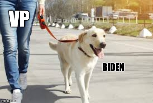President BIDEN Gets Groomed | VP; BIDEN | image tagged in memes,funny,animals,donald trump,joe biden,political meme | made w/ Imgflip meme maker