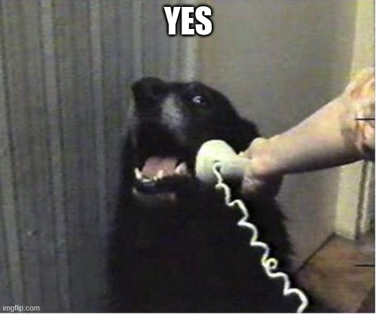 Yes this is dog | YES | image tagged in yes this is dog | made w/ Imgflip meme maker
