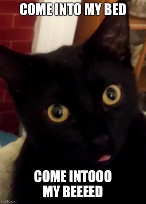 Cat face | COME INTO MY BED; COME INTOOO MY BEEEED | image tagged in cat | made w/ Imgflip meme maker