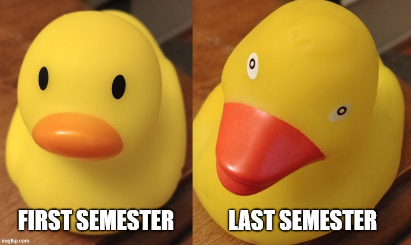 College Ducks | FIRST SEMESTER; LAST SEMESTER | image tagged in duck,college,stressed out,programming,school,crazy eyes | made w/ Imgflip meme maker