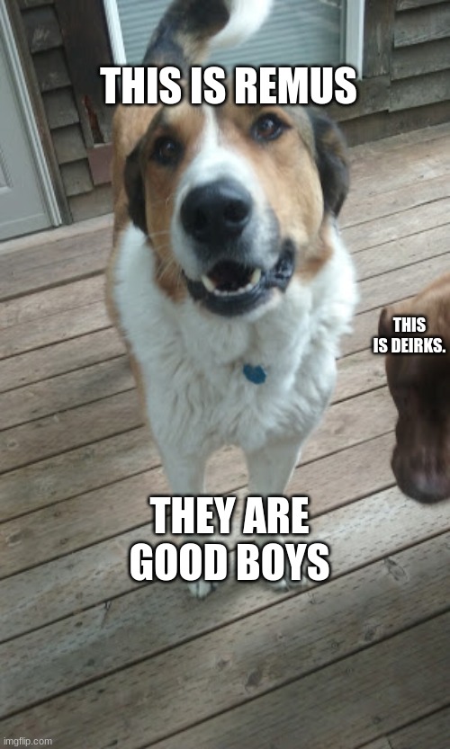 I couldn't think of any other stream to post my pet reveal in so here you are. | THIS IS REMUS; THIS IS DEIRKS. THEY ARE GOOD BOYS | image tagged in doggo | made w/ Imgflip meme maker