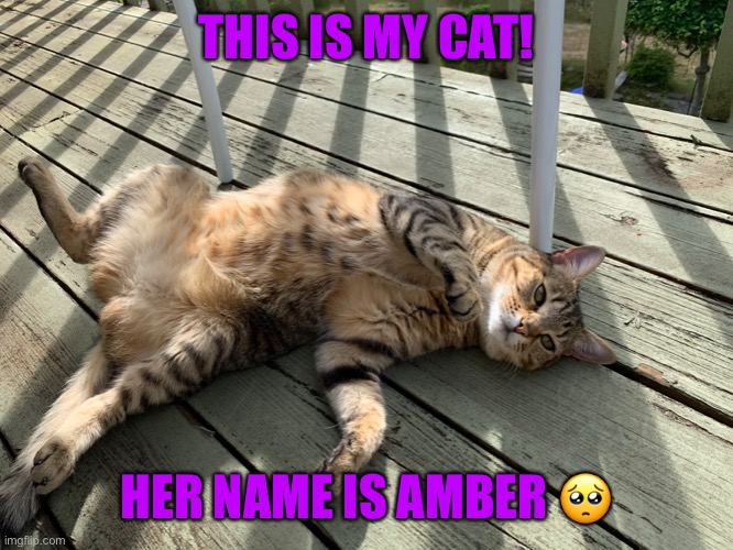 THIS IS MY CAT! HER NAME IS AMBER 🥺 | made w/ Imgflip meme maker