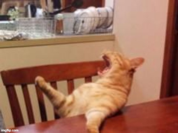 screaming cat | image tagged in screaming cat | made w/ Imgflip meme maker