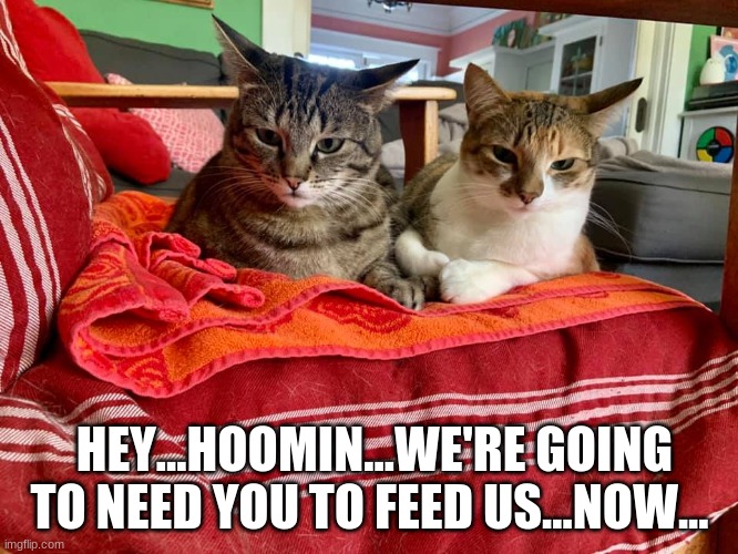 Hungry Sister Kitties Need Food | HEY...HOOMIN...WE'RE GOING TO NEED YOU TO FEED US...NOW... | image tagged in cats,hungry cats,sisters,hey hoomin,feed us now | made w/ Imgflip meme maker