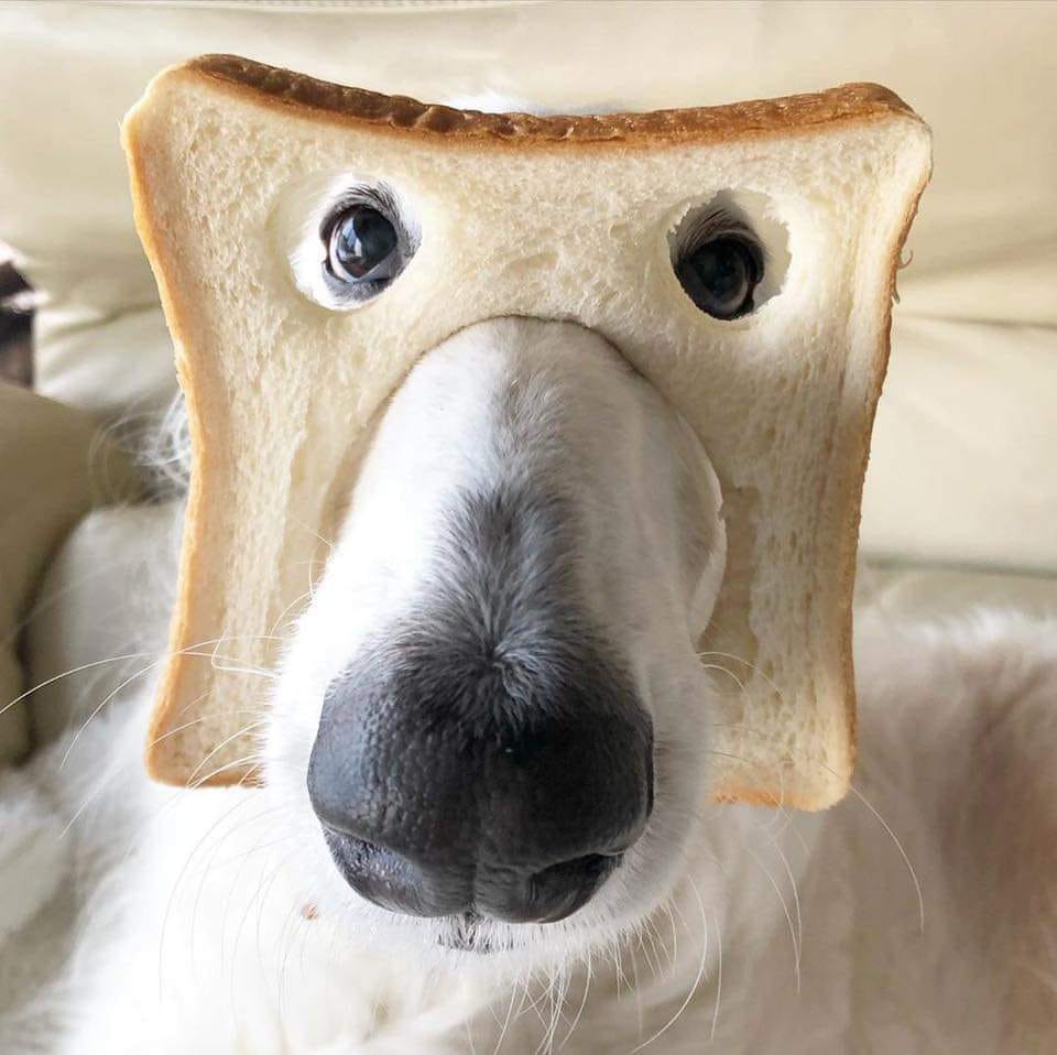 Pure Bread Dog Blank Meme Template