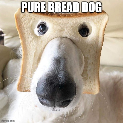 Pure Bread Dog | PURE BREAD DOG | image tagged in pure bread dog | made w/ Imgflip meme maker