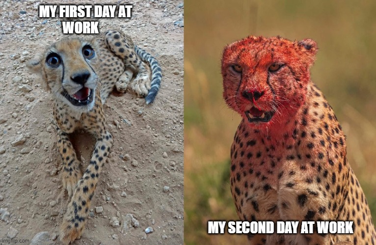 Happy Cheetah Bloody Cheetah | MY FIRST DAY AT 
                      WORK; MY SECOND DAY AT WORK | image tagged in happy cheetah bloody cheetah,iiiiiiitttttttttttt | made w/ Imgflip meme maker