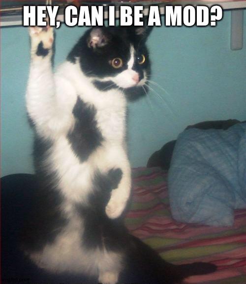 question cat | HEY, CAN I BE A MOD? | image tagged in question cat | made w/ Imgflip meme maker