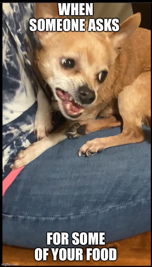 Soo this is an actual picture of my chihuahua and I’m trying to make a meme out of him so spread the word lol ? | WHEN SOMEONE ASKS; FOR SOME OF YOUR FOOD | image tagged in share,my meme | made w/ Imgflip meme maker
