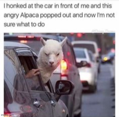 Help | image tagged in llama | made w/ Imgflip meme maker