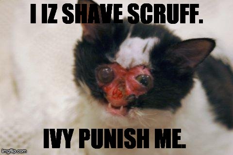 I IZ SHAVE SCRUFF. IVY PUNISH ME. | made w/ Imgflip meme maker