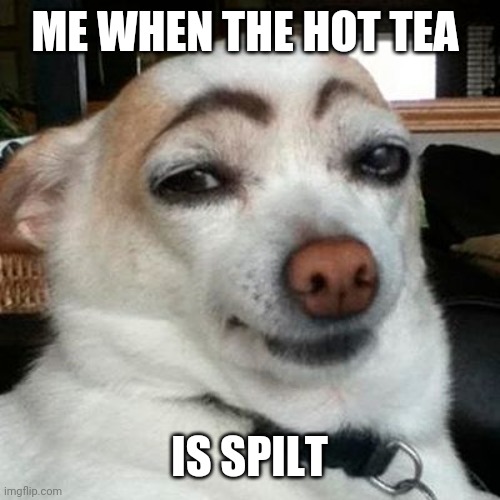 Dog With Eyebrows | ME WHEN THE HOT TEA; IS SPILT | image tagged in dog with eyebrows | made w/ Imgflip meme maker