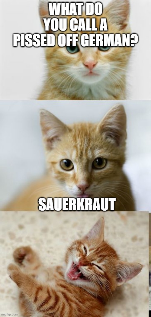 Bad Pun Cat | WHAT DO YOU CALL A PISSED OFF GERMAN? SAUERKRAUT | image tagged in bad pun cat,germans,cat memes,funny cats | made w/ Imgflip meme maker