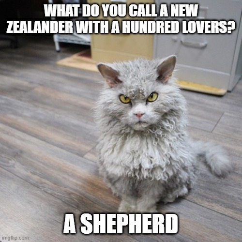 Bad Joke Cat | WHAT DO YOU CALL A NEW ZEALANDER WITH A HUNDRED LOVERS? A SHEPHERD | image tagged in bad joke cat,cat memes,funny cats,bad pun cat,funny cat memes,puns | made w/ Imgflip meme maker