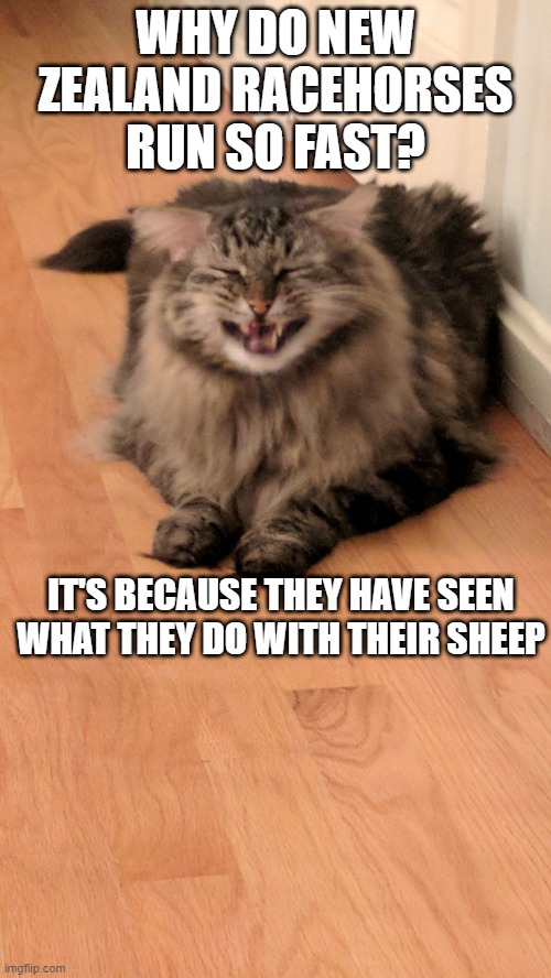 Bad joke cat |  WHY DO NEW ZEALAND RACEHORSES RUN SO FAST? IT'S BECAUSE THEY HAVE SEEN WHAT THEY DO WITH THEIR SHEEP | image tagged in bad joke cat,funny cat memes,bad pun cat,cat memes,bad puns,cat meme | made w/ Imgflip meme maker