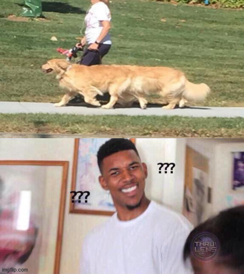 image tagged in black guy confused,mutant dog | made w/ Imgflip meme maker