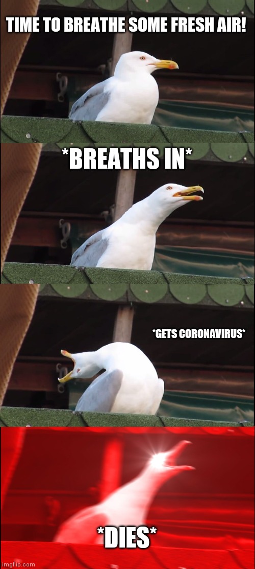 Coronavirus for seagulls be like: | TIME TO BREATHE SOME FRESH AIR! *BREATHS IN*; *GETS CORONAVIRUS*; *DIES* | image tagged in memes,inhaling seagull | made w/ Imgflip meme maker