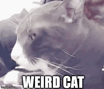 weird cat - Imgflip