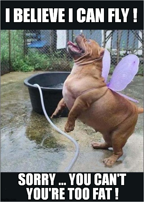 A Dog's Dream Crushed ! | I BELIEVE I CAN FLY ! YOU'RE TOO FAT ! SORRY ... YOU CAN'T | image tagged in fun,dogs,i believe i can fly | made w/ Imgflip meme maker