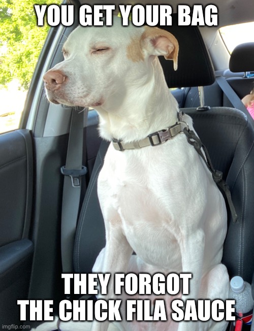 Pissed dog | YOU GET YOUR BAG; THEY FORGOT THE CHICK FILA SAUCE | image tagged in dog,pissed off | made w/ Imgflip meme maker