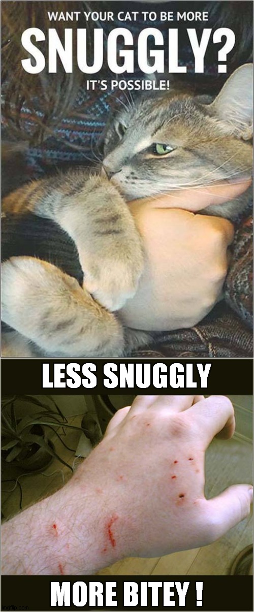 Snuggly Vs Bitey | LESS SNUGGLY; MORE BITEY ! | image tagged in cats,snuggles,biting | made w/ Imgflip meme maker