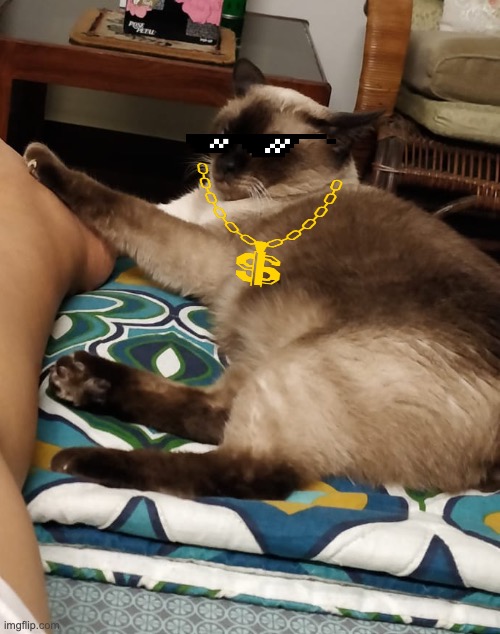 Thug Life | image tagged in siamese cat | made w/ Imgflip meme maker