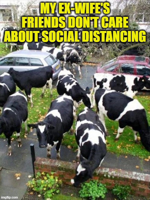 Fax | MY EX-WIFE'S FRIENDS DON'T CARE ABOUT SOCIAL DISTANCING | image tagged in funny,marriage,ex-wife,ex-girlfriend,cows,divorce | made w/ Imgflip meme maker