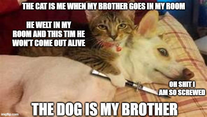 when my brother comes in my room | THE CAT IS ME WHEN MY BROTHER GOES IN MY ROOM; HE WELT IN MY ROOM AND THIS TIM HE WON'T COME OUT ALIVE; OH SHIT I AM SO SCREWED; THE DOG IS MY BROTHER | image tagged in lol,funny | made w/ Imgflip meme maker