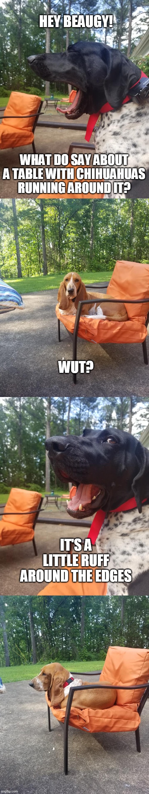 Maia and Beaugy | HEY BEAUGY! WHAT DO SAY ABOUT A TABLE WITH CHIHUAHUAS RUNNING AROUND IT? WUT? IT'S A
LITTLE RUFF
AROUND THE EDGES | image tagged in dad joke dog | made w/ Imgflip meme maker