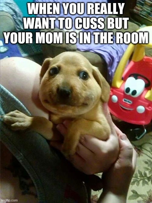 XD | WHEN YOU REALLY WANT TO CUSS BUT YOUR MOM IS IN THE ROOM | image tagged in doggo,funny,meme | made w/ Imgflip meme maker