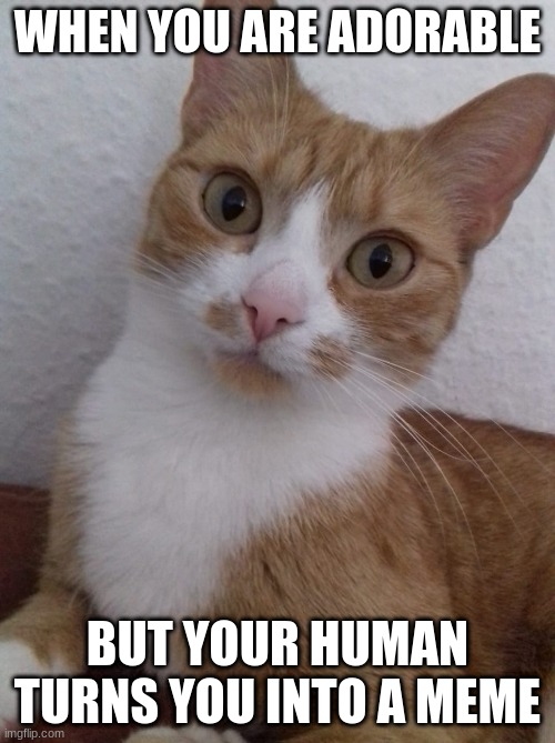 Adorable awkward cat | WHEN YOU ARE ADORABLE; BUT YOUR HUMAN TURNS YOU INTO A MEME | image tagged in awkward cat | made w/ Imgflip meme maker