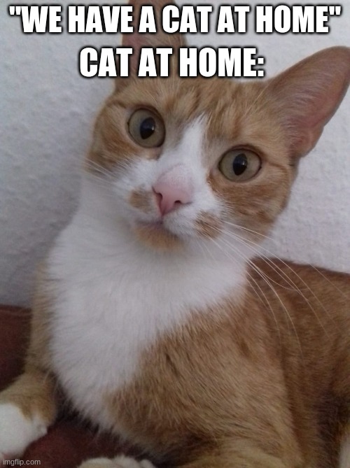 Awkward cat at home | "WE HAVE A CAT AT HOME"; CAT AT HOME: | image tagged in awkward cat,funny cat memes,i love cats,cats are awesome,caturday | made w/ Imgflip meme maker