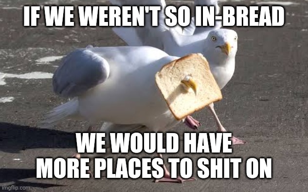 IF WE WEREN'T SO IN-BREAD WE WOULD HAVE MORE PLACES TO SHIT ON | made w/ Imgflip meme maker