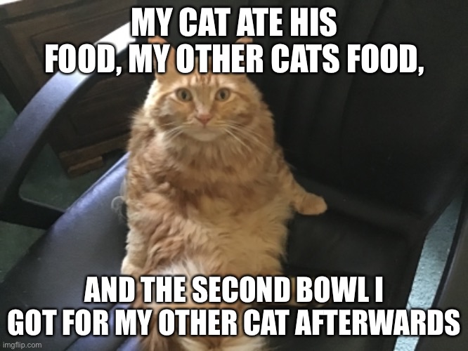 I have a fat cat | MY CAT ATE HIS FOOD, MY OTHER CATS FOOD, AND THE SECOND BOWL I GOT FOR MY OTHER CAT AFTERWARDS | image tagged in fat cat,memes | made w/ Imgflip meme maker