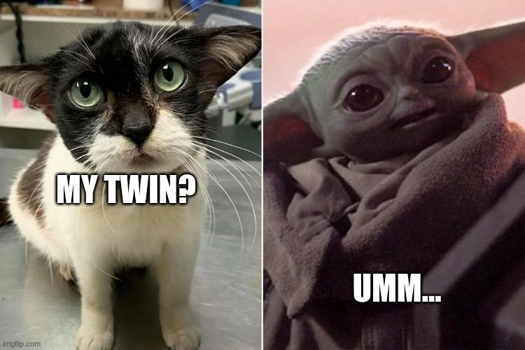Cats | MY TWIN? UMM... | image tagged in lol so funny | made w/ Imgflip meme maker