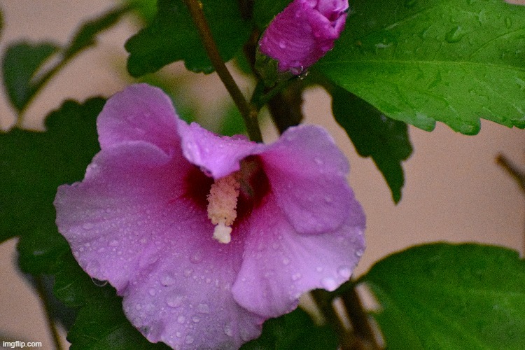 right after the rain | image tagged in flowers,rain,kewlew | made w/ Imgflip meme maker