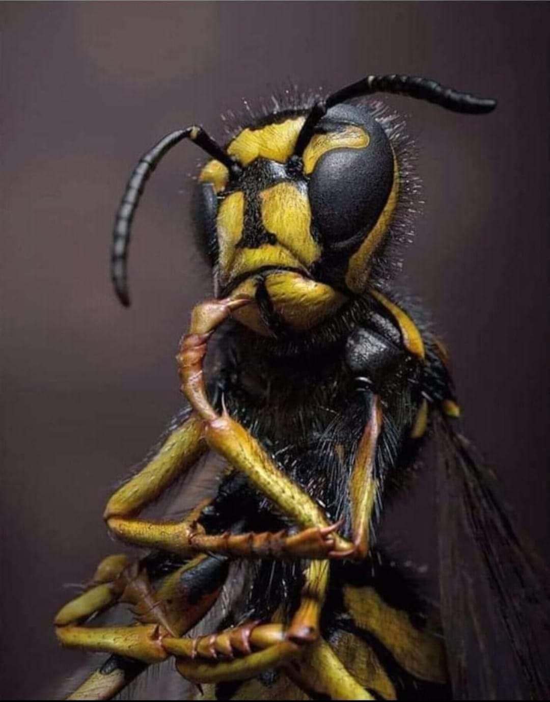 Perplexed murder hornet Blank Meme Template