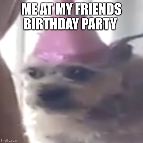 Birthday party | ME AT MY FRIENDS BIRTHDAY PARTY | image tagged in dog memes | made w/ Imgflip meme maker