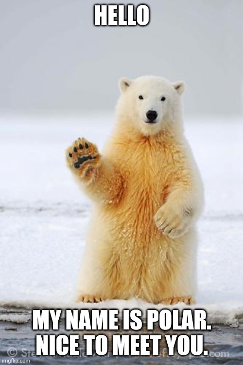 hello polar bear | HELLO MY NAME IS POLAR. NICE TO MEET YOU. | image tagged in hello polar bear | made w/ Imgflip meme maker