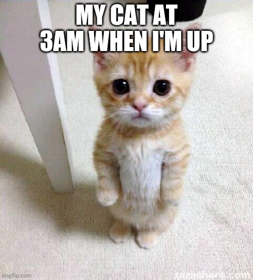 Cute Cat Meme | MY CAT AT 3AM WHEN I'M UP | image tagged in memes,cute cat | made w/ Imgflip meme maker