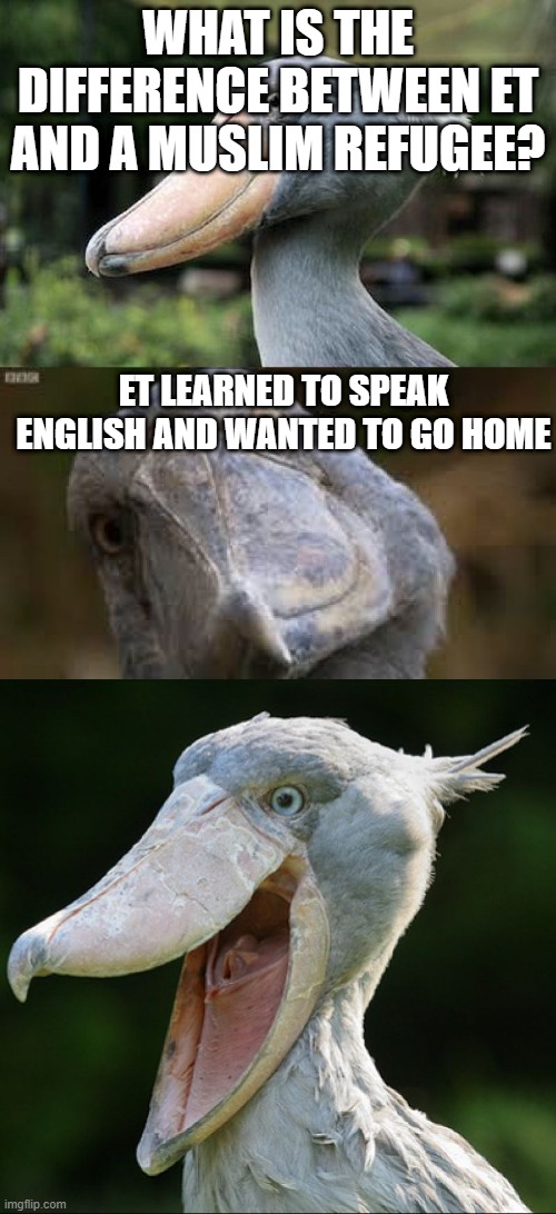 Bad Joke Bird 3 | WHAT IS THE DIFFERENCE BETWEEN ET AND A MUSLIM REFUGEE? ET LEARNED TO SPEAK ENGLISH AND WANTED TO GO HOME | image tagged in bad joke bird 3,ducks,birds,duck,laughing,bad joke | made w/ Imgflip meme maker