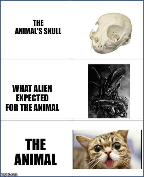 The Animal's Skull | THE ANIMAL'S SKULL; WHAT ALIEN EXPECTED FOR THE ANIMAL; THE ANIMAL | image tagged in cats,alien | made w/ Imgflip meme maker