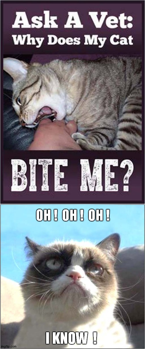 Grumpys Helpful Answer | OH !  OH !  OH ! I KNOW  ! | image tagged in cats,grumpy cat,biting | made w/ Imgflip meme maker