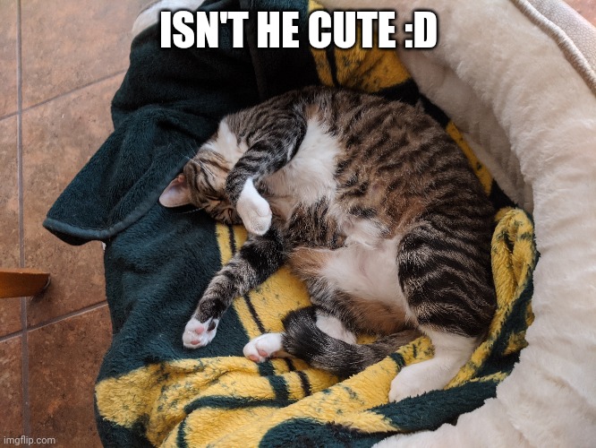 My fat Cat | ISN'T HE CUTE :D | image tagged in cat | made w/ Imgflip meme maker