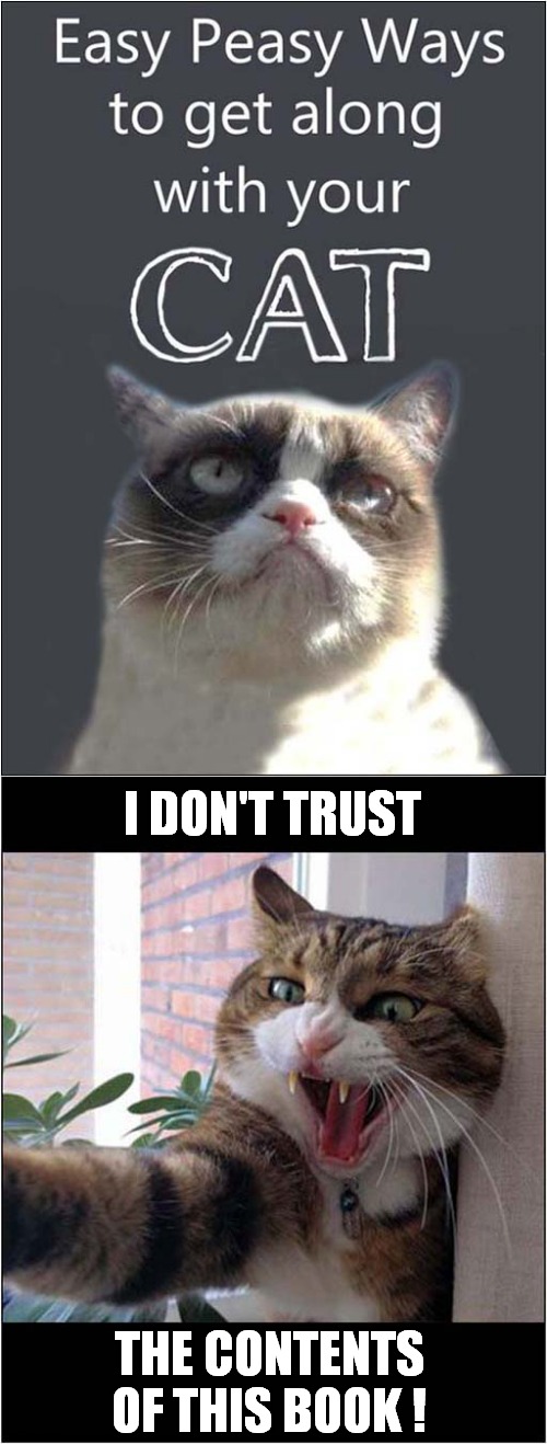 cats grumpy cat Memes & GIFs - Imgflip