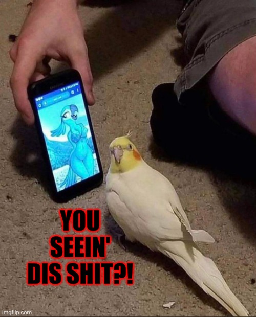 Rule 34 | YOU SEEIN' DIS SHIT?! | image tagged in parrots gone wild,memes,rule 34 | made w/ Imgflip meme maker